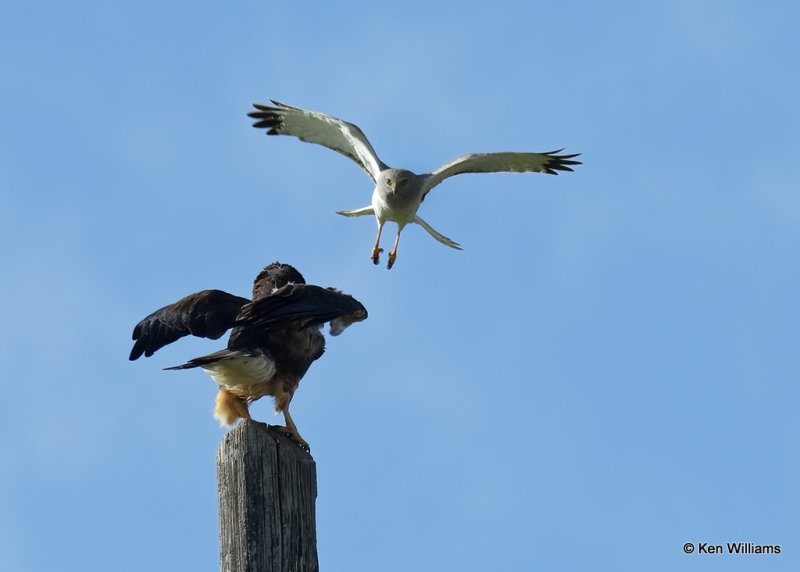 Swainson's Hawk fighting off a Northern Harrier male, Twin Falls, ID, 07_05_2022a_008404.jpg