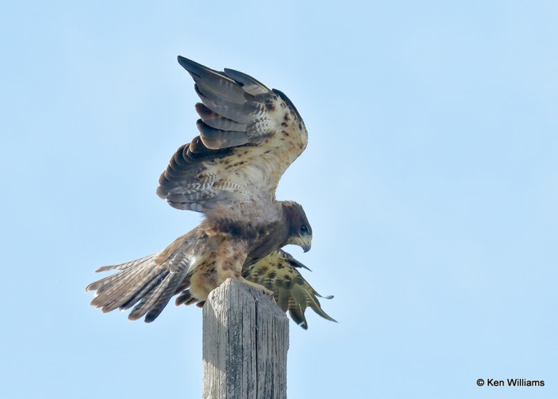 Swainson's Hawk, Twin Falls, ID, 07_05_2022a_008398.jpg