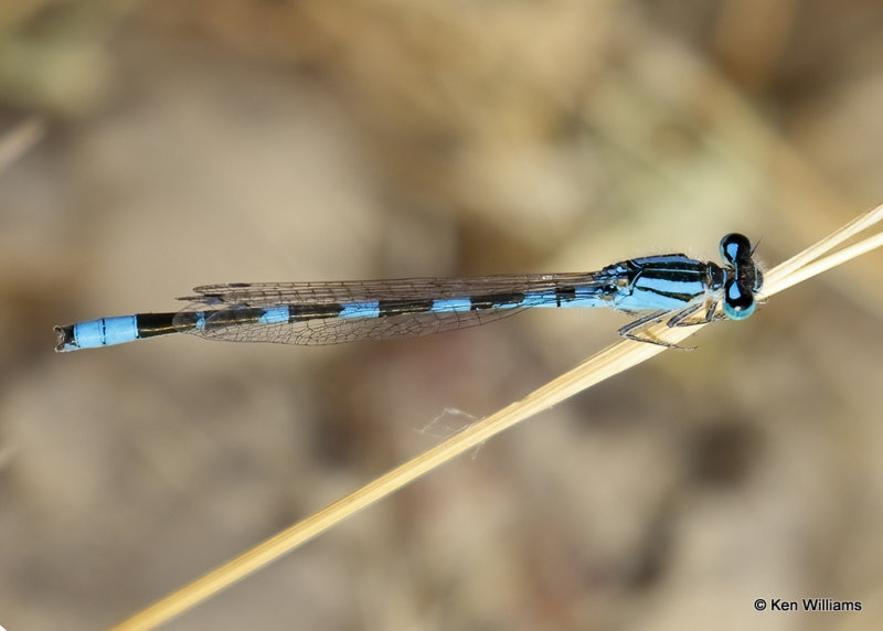 Tule Bluet, Morley Nelson Snake River Birds of Prey, Boise, ID, 07_03_2022a_008202.jpg