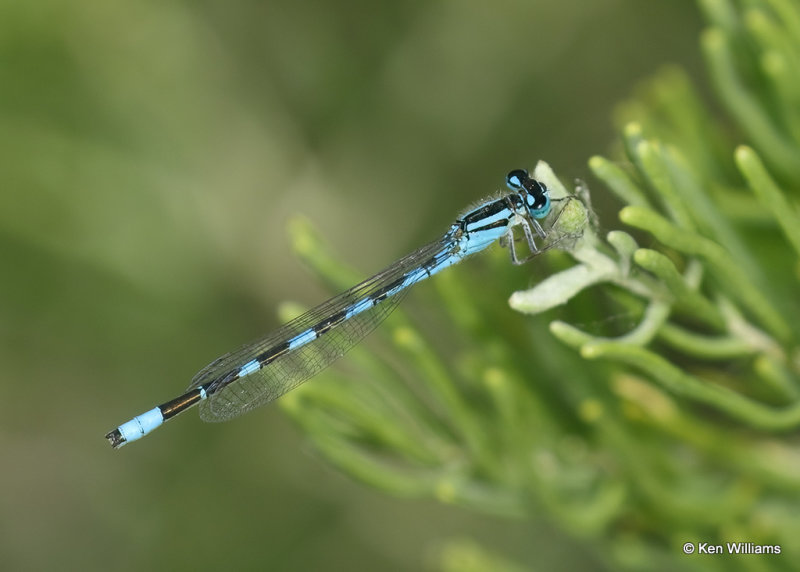 Tule Bluet, Morley Nelson Snake River Birds of Prey, Boise, ID, 07_03_2022a_008217.jpg
