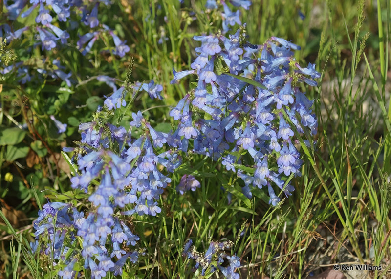 Wax-leaved Penstemon, Penstemon nitidus, Glacier Nat. Park, MT, 06_28_2022a_007301.jpg