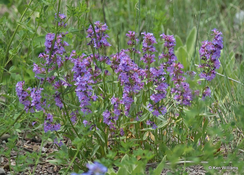 Wax-leaved Penstemon, Penstemon nitidus, Glacier Nat. Park, MT, 06_28_2022a_007303.jpg