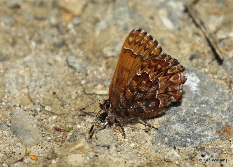 Western Pine Elfin, Great Falls, MT, 06_26_2022a_007120.jpg
