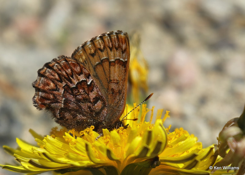 Western Pine Elfin, Great Falls, MT, 06_26_2022a_007124.jpg