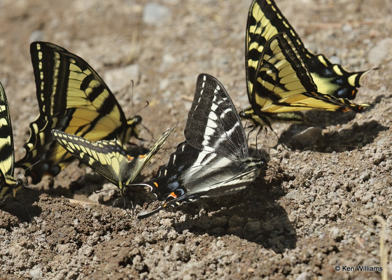 Western Tiger, Pale & Anise Swallowtail, Glacier Nat. Park, MT, 06_30_2022a_008123.jpg