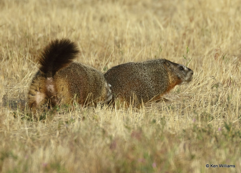 Yellow-bellied Marmots, Twin Falls, ID, 07_04_2022a_008318.jpg