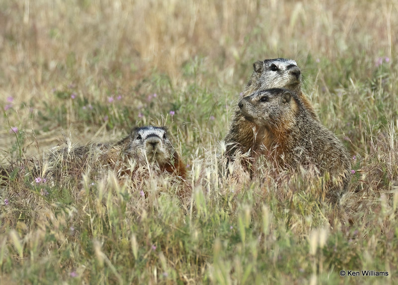 Yellow-bellied Marmots, Twin Falls, ID, 07_05_2022a_008515.jpg