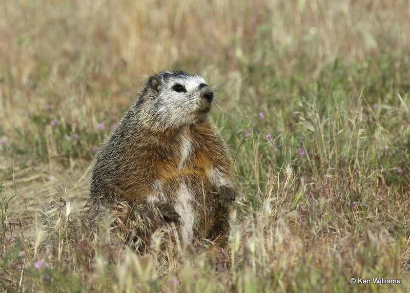 Yellow-bellied Marmot, Twin Falls, ID, 07_05_2022a_008527.jpg