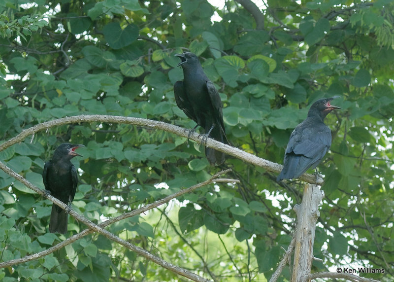 Fish Crows, Rogers Co yard, OK, 07_22_2022_Ra_021073.jpg