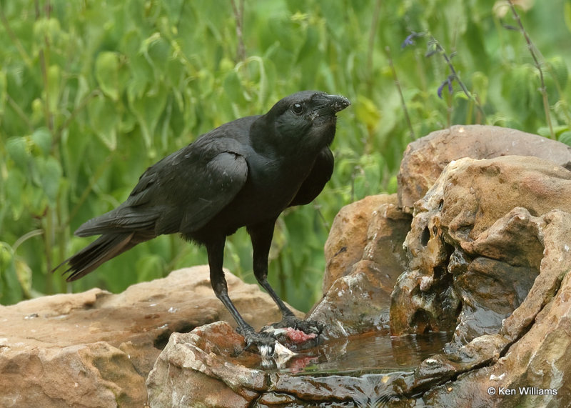 Fish Crow, Rogers Co yard, OK, 07_27_2022_Ra_021316.jpg