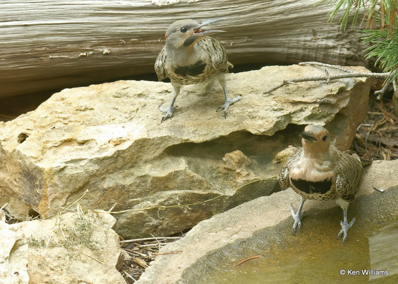 Northern Flicker, yellow-shafted fledglings, Rogers Co yard, OK, 07_27_2022_Ra_021330.jpg