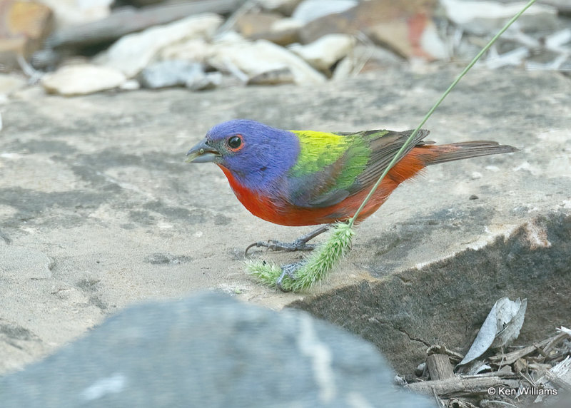 Painted Bunting male, Rogers Co yard, OK, 07_25_2022a_6006.jpg