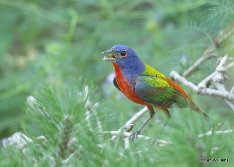 Painted Bunting male, Rogers Co yard, OK, 07_25_2022a_6010.jpg