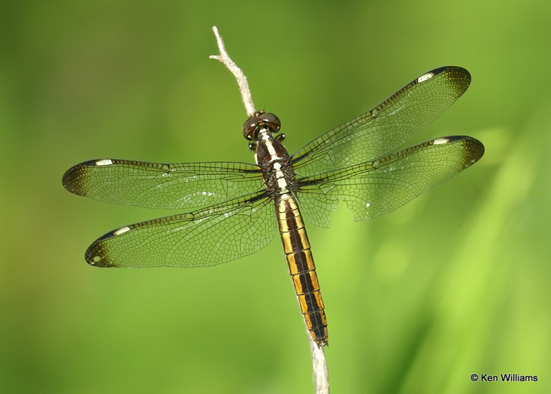 Spangled Skimmer female, Muskogee Co, OK_06_17_2022_Ra_020689.jpg