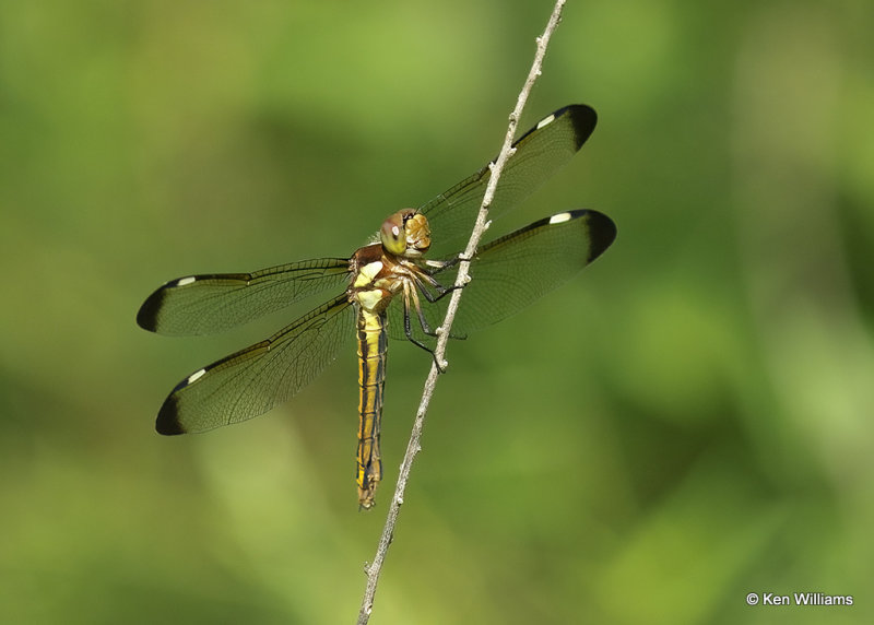 Spangled Skimmer female, Muskogee Co, OK_06_17_2022_Ra_020706.jpg