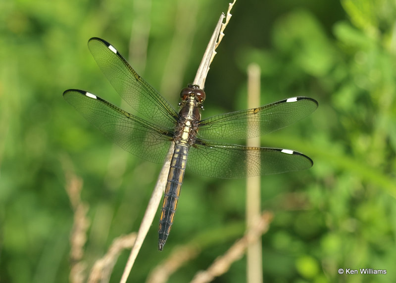 Spangled Skimmer young male, Wagoner Co, OK_06_11_2022_Ra_020257.jpg
