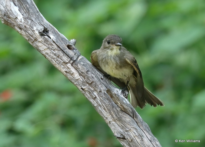 Eastern Phoebe, Rogers Co yard, OK, 08_09_2022_Ra_021491.jpg