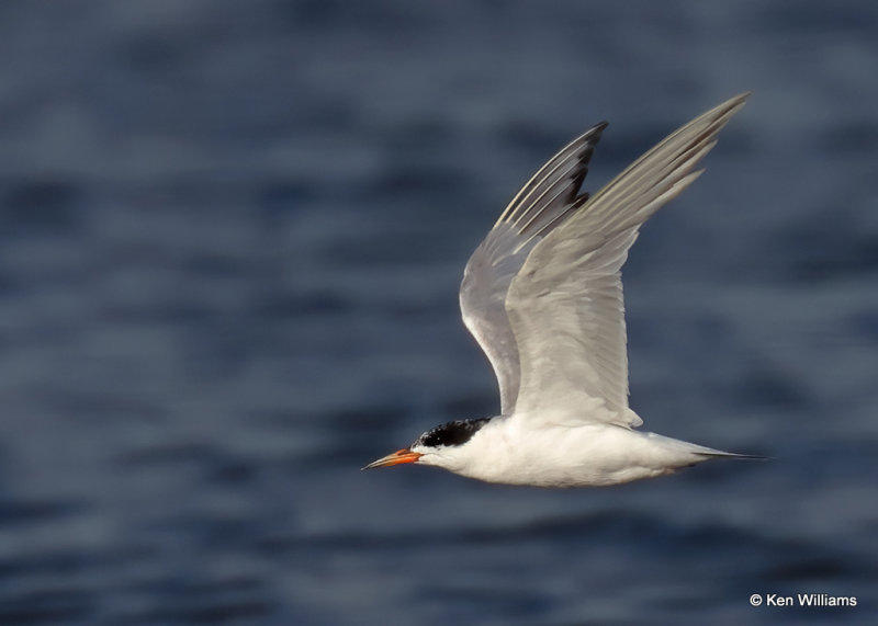 Forster's Tern, Ft. Gibson Lake, Wagoner Co, OK, 8-18-2022a_0L0A0380.jpg