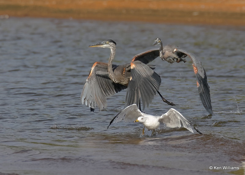 Great Blue Herons & Ring-billed Gull, Ft. Gibson Lake, Wagoner Co, OK, 8-18-2022a_0L0A0646.jpg