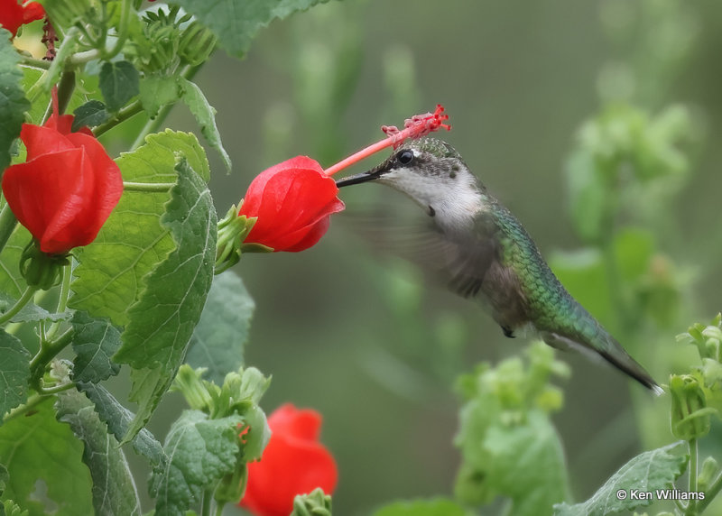 Ruby-throated Hummingbird immature male, Rogers Co yard, OK, 8-20-2022a_0L0A2366.jpg