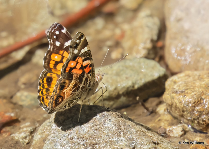 American Lady, Madera Canyon, AZ, 9-19-2022a_0L0A5543.jpg