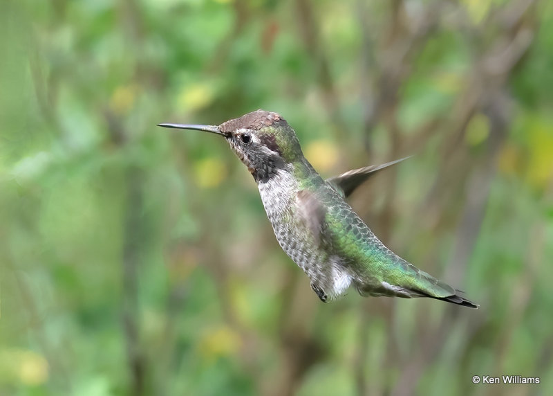 Anna's Hummingbird immature male, Madera Canyon, AZ, 9-21-2022a_0L0A7877.jpg