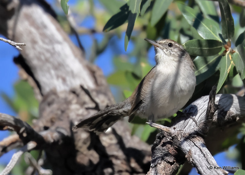 Bewick's Wren, Sierra Vista, AZ, 9-17-2022a_0L0A3686_2.jpg