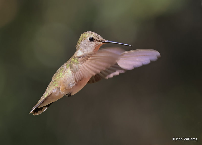 Broad-tailed Hummingbird female, Madera Canyon, AZ, 9-20-2022a_0L0A6133_2.jpg