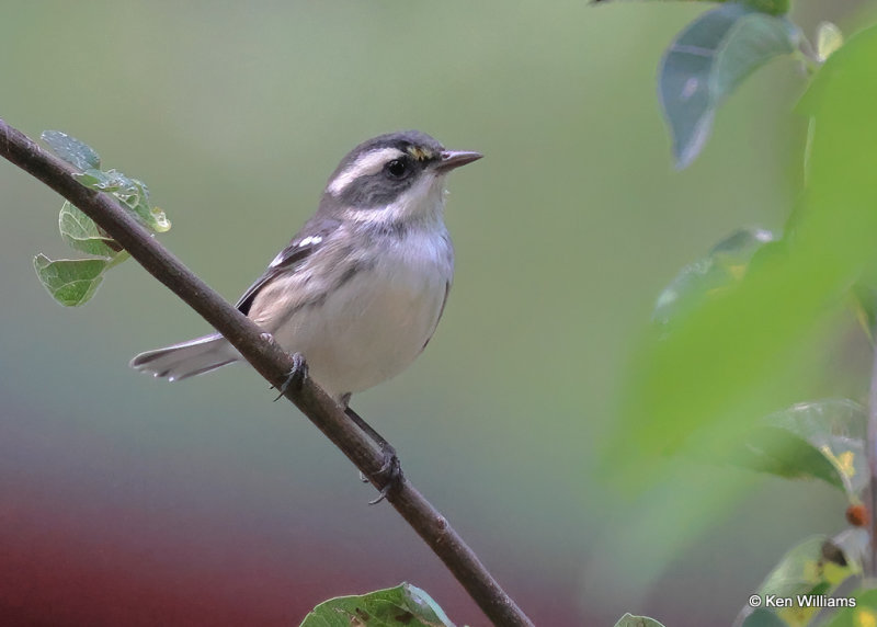 Black-throated Gray Warbler, Paradise, AZ, 9-14-2022a_0L0A8337_2.jpg