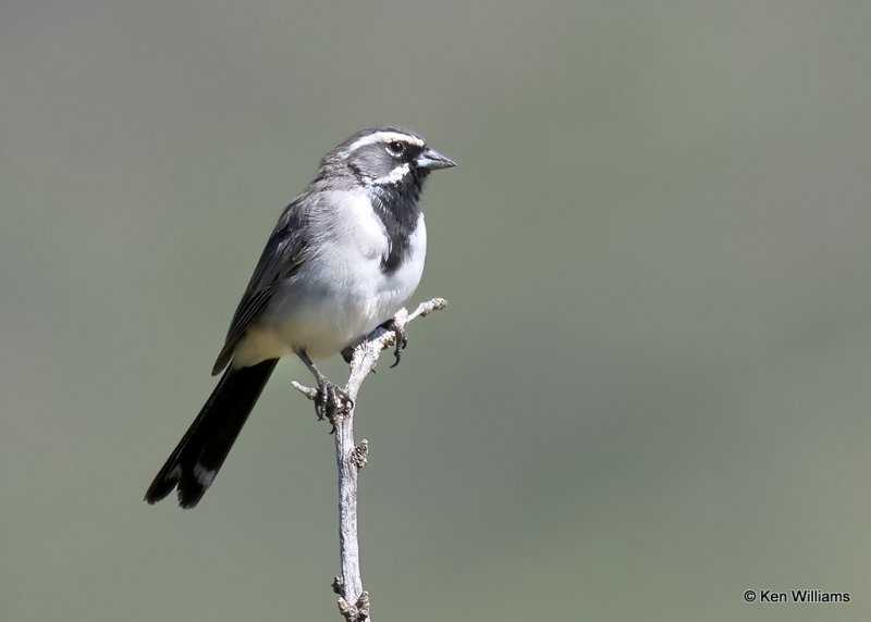 Black-throated Sparrow, Portal, AZ, 9-13-2022a_0L0A6063_2.jpg