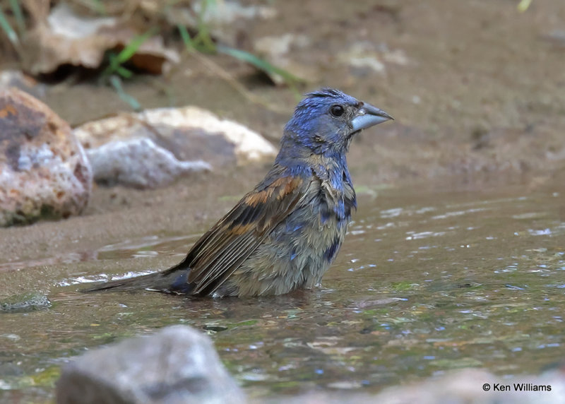 Blue Grosbeak 1st year male, Patagonia, AZ, 9-18-2022a_0L0A5143_2.jpg