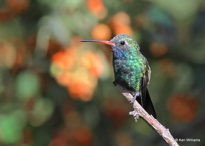 Broad-billed Hummingbird male, Madera Canyon, AZ, 9-20-2022a_0L0A5984_2.jpg