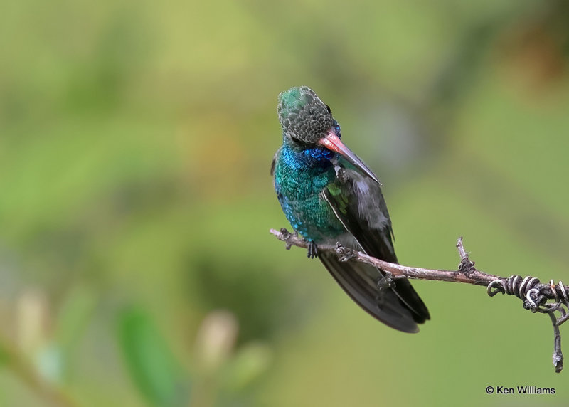 Broad-billed Hummingbird male, Madera Canyon, AZ, 9-20-2022a_0L0A6601_2.jpg