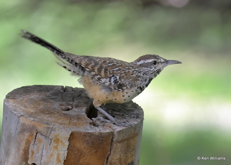 Cactus Wren, Portal, AZ, 9-13-2022a_0L0A6239_2.jpg