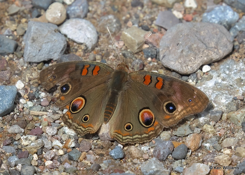 Common Buckeye, Portal, AZ, 9-13-2022a_0L0A6222_2.jpg