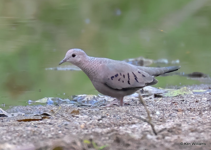 Common Ground Dove, Patagonia, AZ, 9-18-2022a_0L0A4747_2.jpg