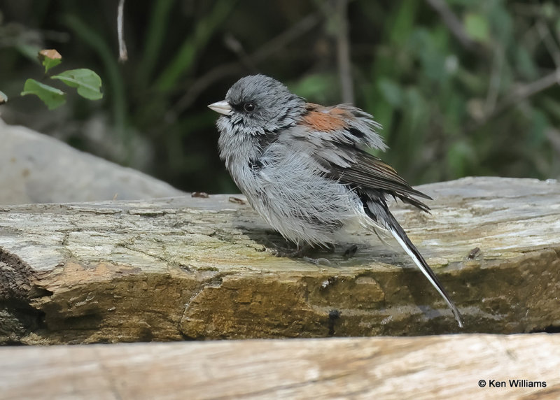 Dark-eyed Junco - Gray-headed subspecies, Sandia Peak, NM, 9-23-2022a_0L0A9485_2.jpg