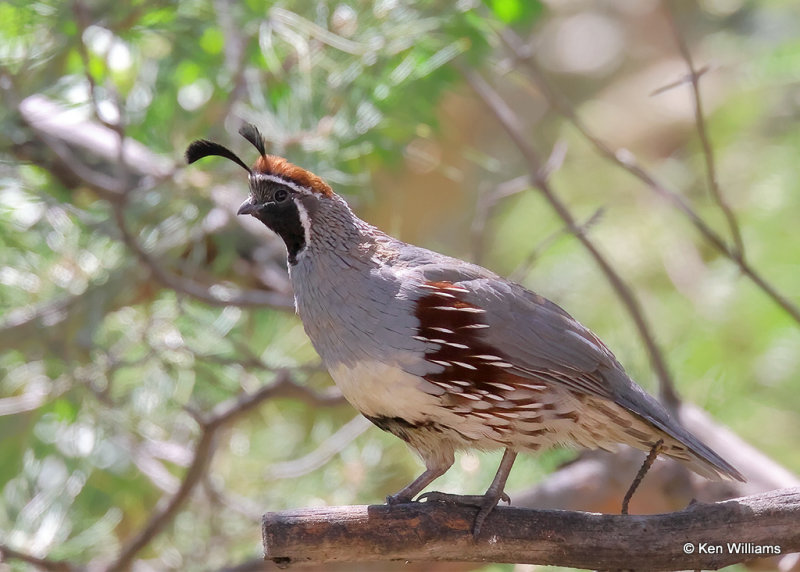 Gambel's Quail male, Portal, AZ, 9-15-2022a_0L0A0775_2.jpg