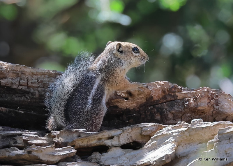 Harris's Antelope Ground Squirrel, Portal, AZ, 9-15-2022a_0L0A0525_2.jpg