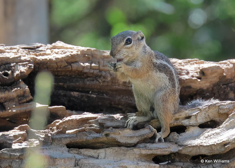 Harris's Antelope Ground Squirrel, Portal, AZ, 9-15-2022a_0L0A0818_2.jpg