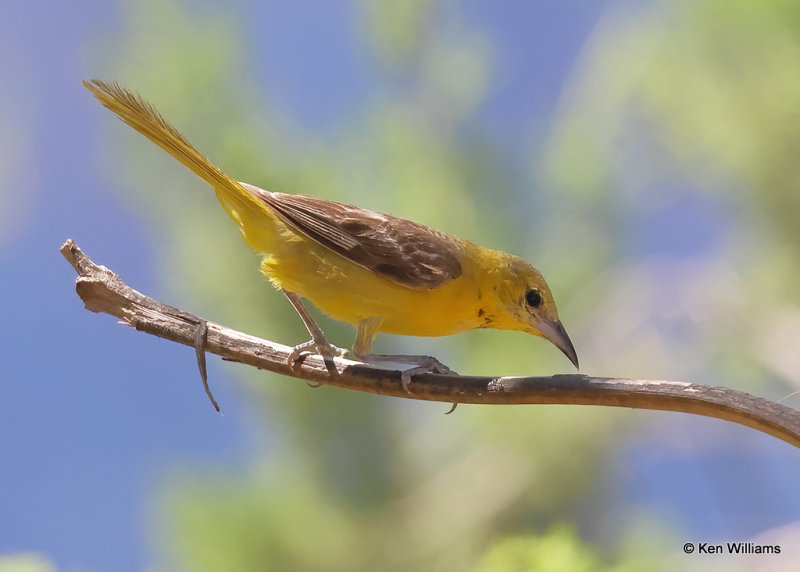 Hooded Oriole female, Portal, AZ, 9-15-2022a_0L0A0634_2.jpg