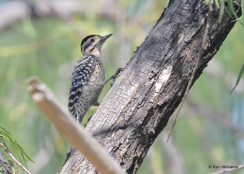 Ladder-backed Woodpecker female, Portal, AZ, 9-15-2022a__0L0A1174_2.jpg