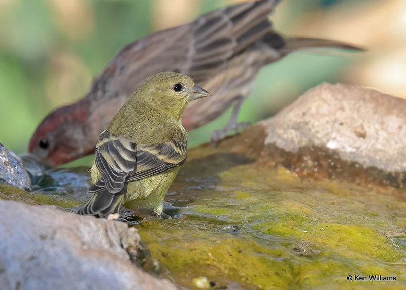 Lesser Goldfinch female, Sierra Vista, AZ, 9-17-2022a_0L0A3904_2.jpg