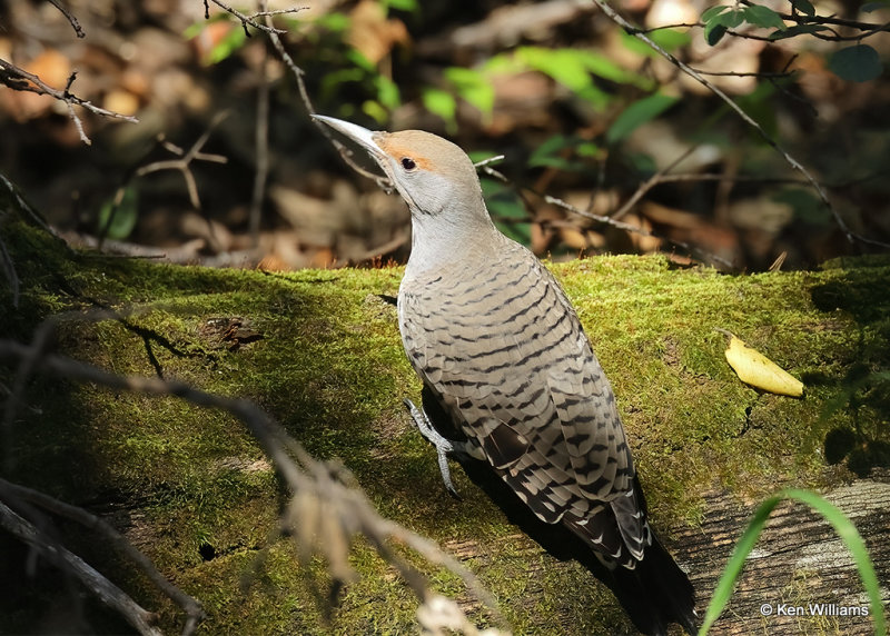 Northern Flicker female - Red Shafted, Madera Canyon, AZ, 9-19-2022a_0L0A5494_2.jpg