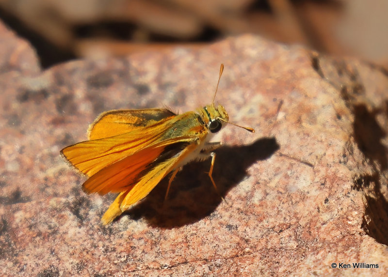 Orange Skipperling, Portal, AZ, 9-15-2022a_0L0A0330_2.jpg