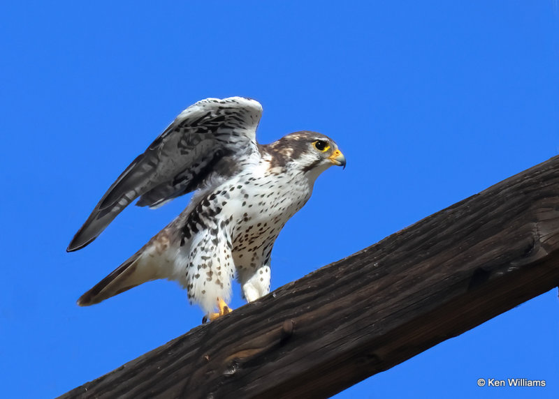 Prairie Falcon, Portal, AZ, 9-13-2022a_0L0A5983_2.jpg