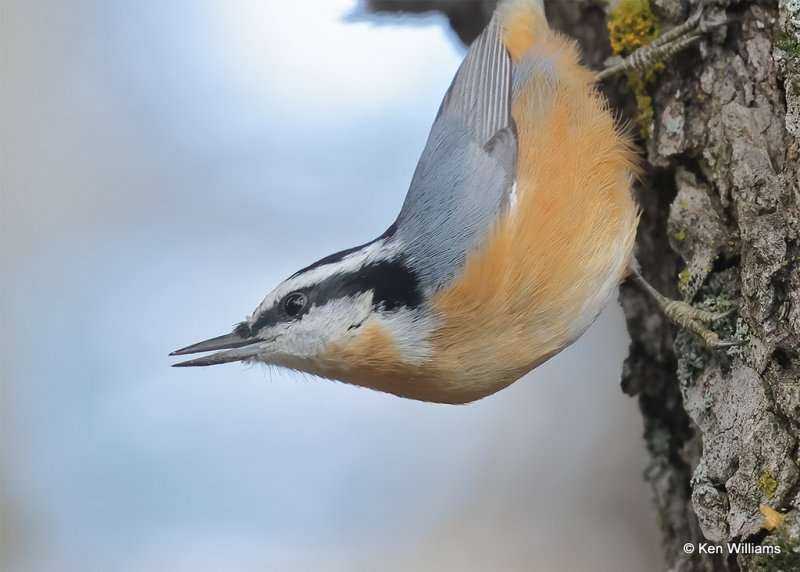 Red-breasted Nuthatch, Sandia Peak, NM, 9-23-2022a_0L0A9163_2.jpg