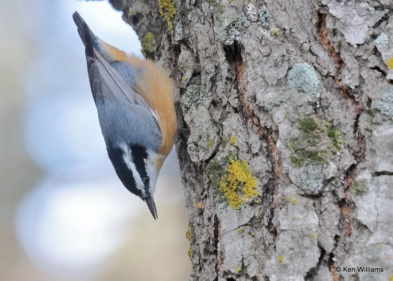 Red-breasted Nuthatch, Sandia Peak, NM, 9-23-2022a_0L0A9173_2.jpg