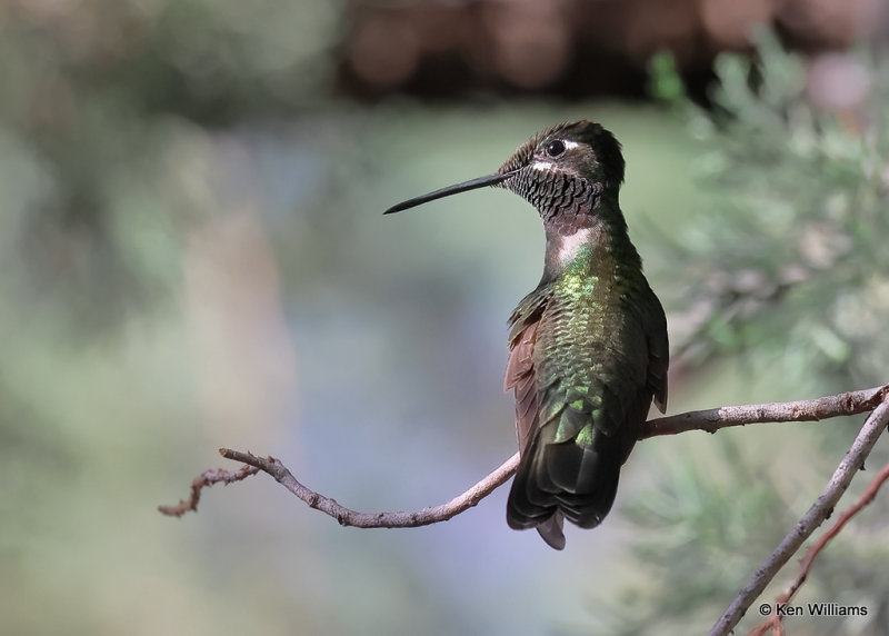 Rivoli's Hummingbird male, Madera Canyon, AZ, 9-19-2022a_0L0A5646_2.jpg