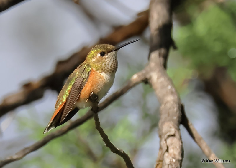Rufous Hummingbird female, Portal, AZ, 9-13-2022a_0L0A6830_2.jpg